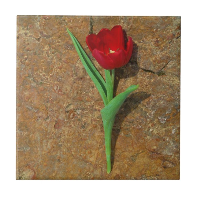 Red and Yellow Tulip Tile (Front)