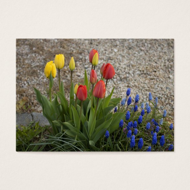 Red And Yellow Tulips (Front)