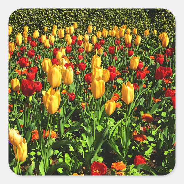 Red and Yellow Tulips #1 Sticker (Front)