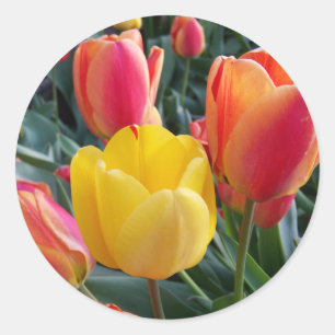 Red and Yellow Tulips Garden Photo Classic Round Sticker
