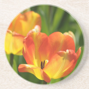 Red and yellow tulips in spring garden coaster