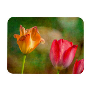 Red and yellow tulips on textured background magnet