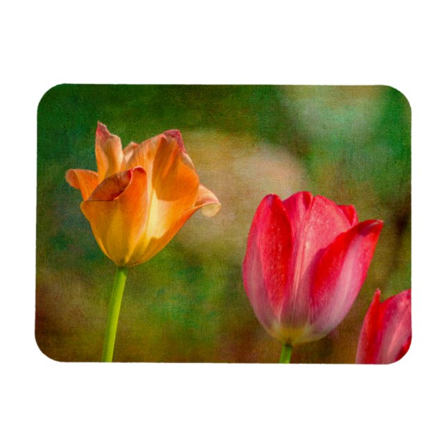 Red and yellow tulips on textured background magnet (Horizontal)