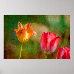 Red and yellow tulips on textured background poster