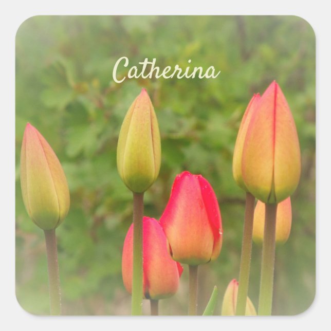 Red and Yellow Tulips Personalised Photo  Square Sticker (Front)