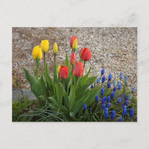 Red And Yellow Tulips Postcard