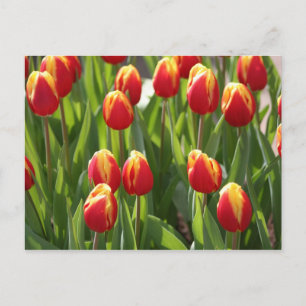 red and yellow tulips postcard