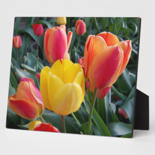 Red and Yellow Tulips Rock Garden Photo Plaque