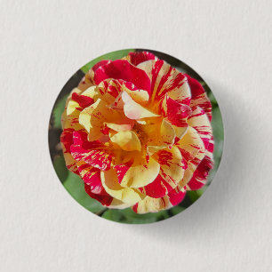 Red and Yellow Variegated Rose Button
