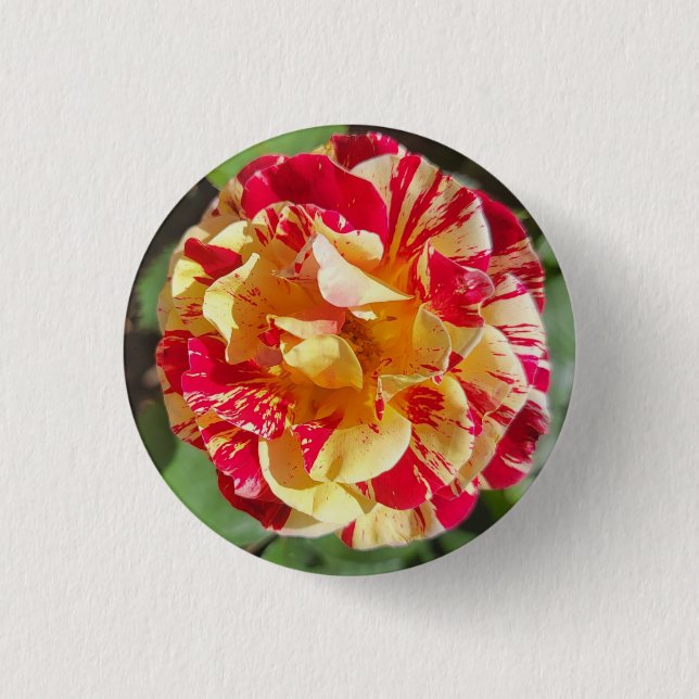 Red and Yellow Variegated Rose Button (Front)