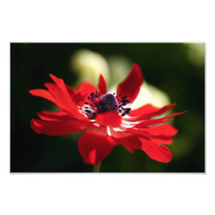 Red Anemone Flower Photo Print