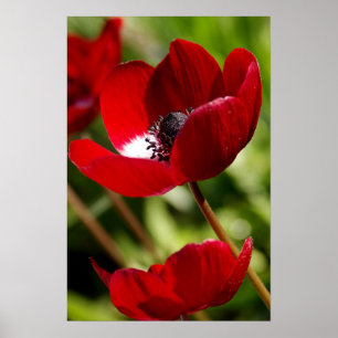Red Anemone Flower Poster
