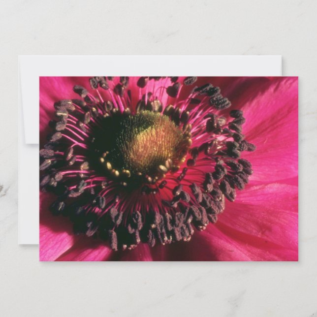 Red Anemone flowers (Front)
