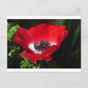 Red Anemone.JPG Postcard