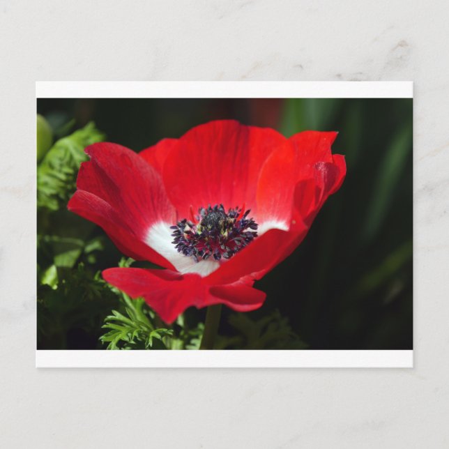 Red Anemone.JPG Postcard (Front)