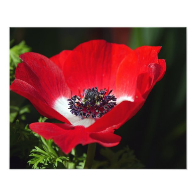 Red Anemone Photo Print (Front)