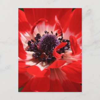 Red Anemone Postcard