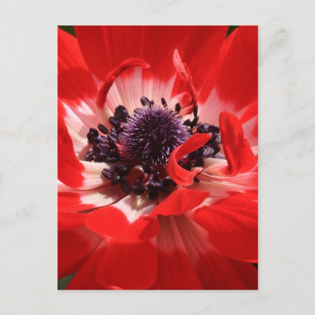 Red Anemone Postcard (Front)