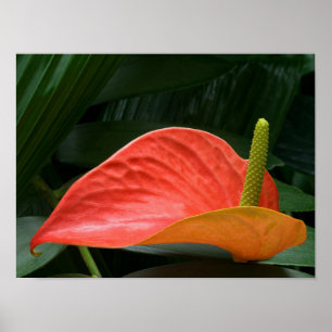Red Anthurium Plant Against Foliage Poster