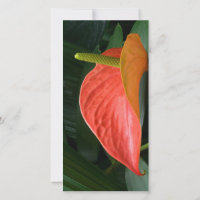 Red Anthurium Plant Against Foliage
