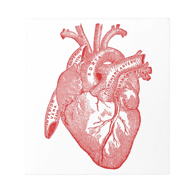 Red Antique Anatomical Heart Notepad (Front)