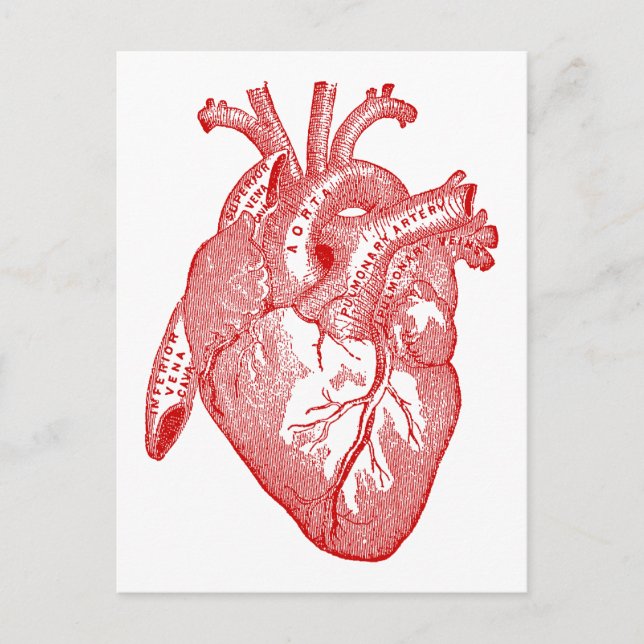 Red Antique Anatomical Heart Postcard (Front)