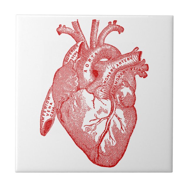 Red Antique Anatomical Heart Tile (Front)