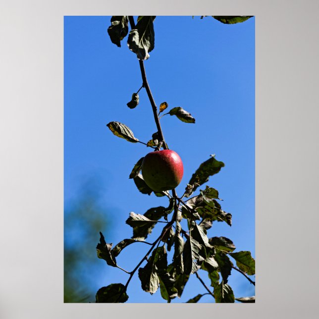 Red apple on branche poster (Front)
