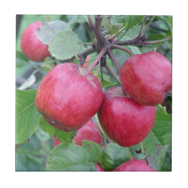 Red Apples in the Tree Tile (Front)