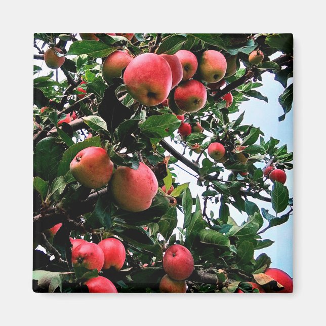 Red apples magnet (Front)