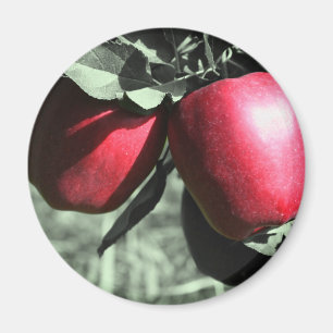 Red Apples On Black And White Magnet