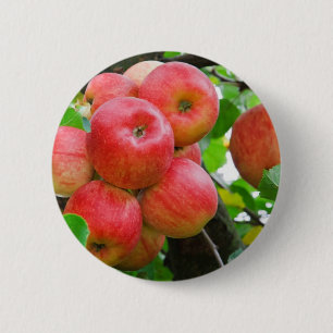 Red Apples on Tree 6 Cm Round Badge