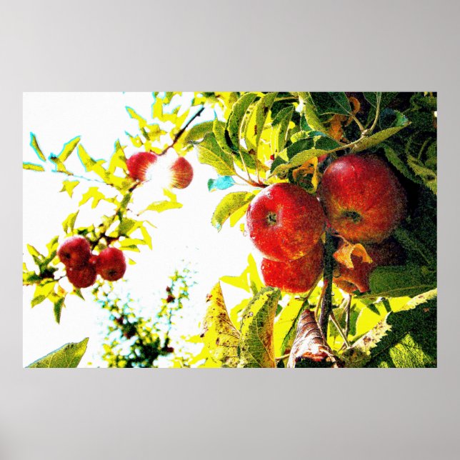 "Red Apples Tree On Sunny Day" Cute Photo. Buy Now Poster (Front)