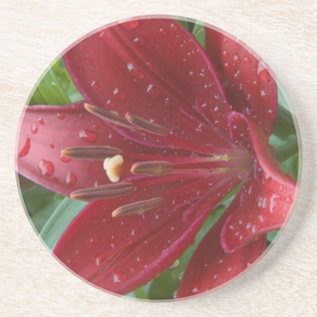 Red Asiatic Lilly Coaster (Front)