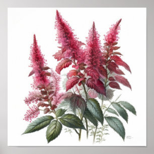 Red Astilbe Flower Art Print Poster