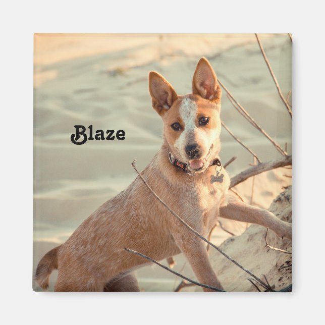 Red Australian Cattle Dog - Heeler - in the snow Magnet (Front)