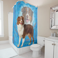 Red Australian Shepherd dogs - Aussie