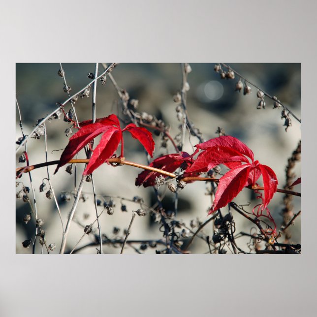Red Autumn Canvas Print (Front)