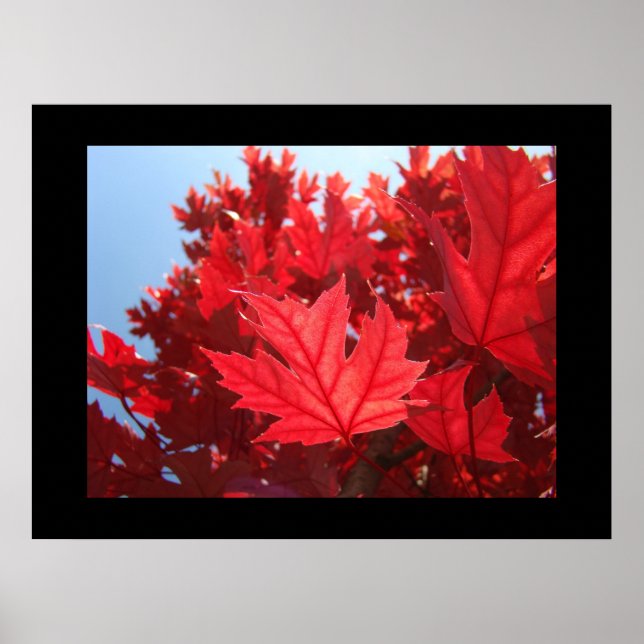 Red Autumn Leaves art prints Fall Tree Nature Leaf (Front)