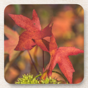 Red autumn leaves hard plastic coasters