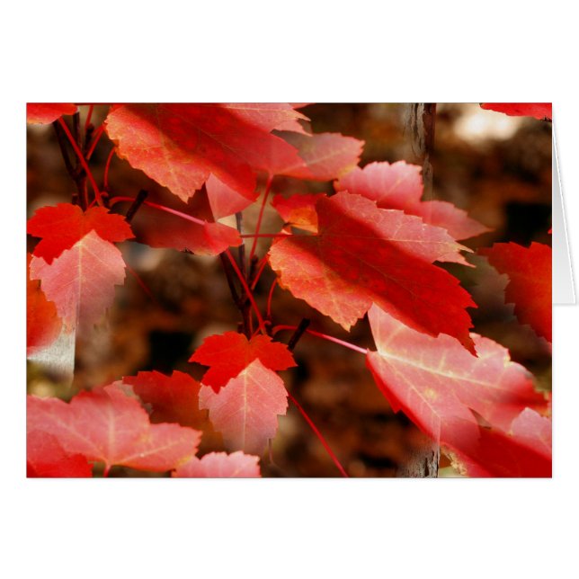 Red Autumn Leaves Nature Photography Card (Front Horizontal)
