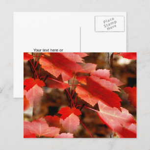 Red Autumn Leaves Nature Photography Personalised Postcard