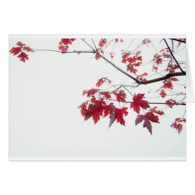 red autumn leaves on a branch (Front Horizontal)