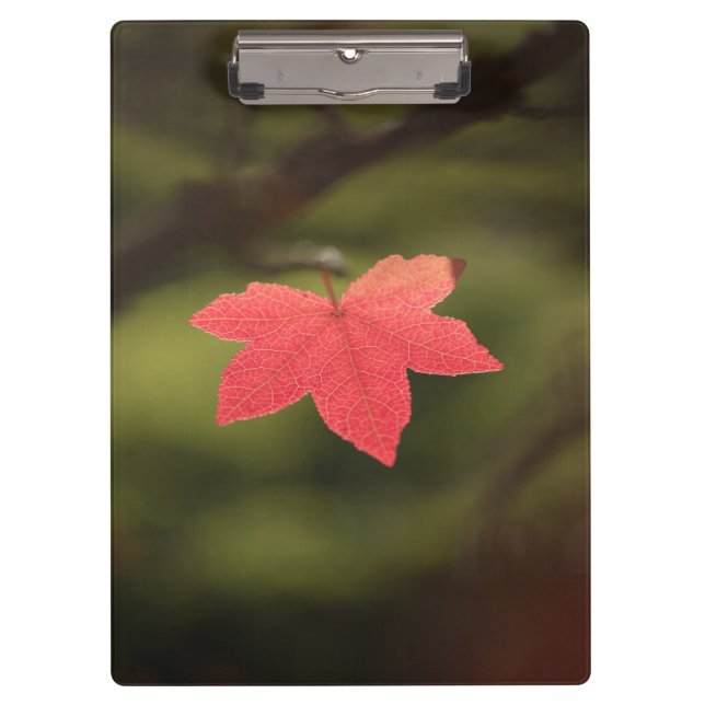 Red Autumn Maple Leaf Nature Photo Clipboard (Front)