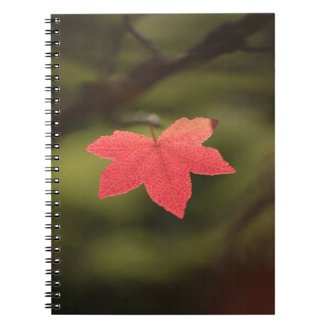 Red Autumn Maple Leaf Nature Photo Notebook (Front)
