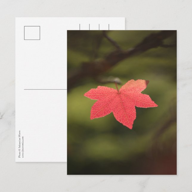 Red Autumn Maple Leaf Nature Photo Postcard (Front/Back)