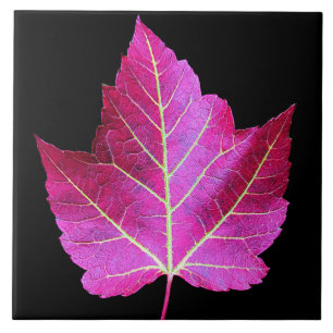 Red Autumn Maple Leaf on Black Background Tile