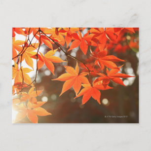 Red Autumn Maple leaves Postcard