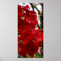 Red Azalea Flowers