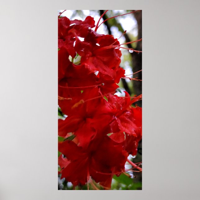 Red Azalea Flowers Poster (Front)